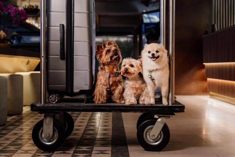 Pet friendly  ESTELAR en Alto Prado Colombia - Barranquilla Pet friendly  ESTELAR en Alto Prado Colombia - Barranquilla